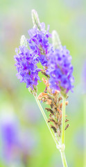 Lavender flower macro with selective focused and bokeh background