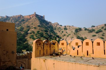 Pigeons feeding in the battlements of the Amber Fort