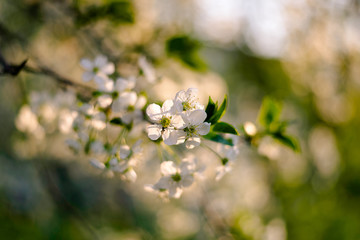 macro photo of flowering cherry