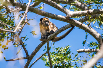 Black and gold Howler Monkey photographed in Corumba, Mato Grosso do Sul. Pantanal Biome. Picture made in 2017.