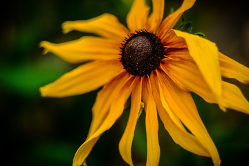 Jerusalem artichoke (Helianthus tuberosus). This flower also called sunroot, sunchoke, or earth apple.