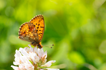 Obraz premium Brenthis ino on clover