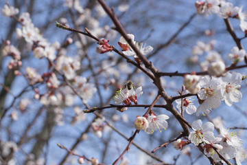 bee on apricot blossom