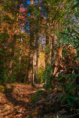 Obraz premium Fall Trail