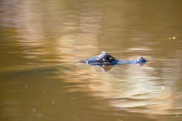 Yacare Caiman photographed in Corumba, Mato Grosso do Sul. Pantanal Biome. Picture made in 2017.