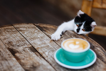 Little cute black and white cat trying to climb on a wooden table with light blue ceramic cup of freshly brewed cappuccino with latte art. Aroma of hot coffee attracted attention of curious animal