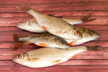 Fresh fish common roach lies on a solid surface.