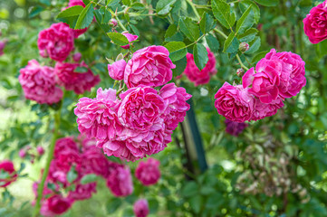 floral background of bushy rose in the garden