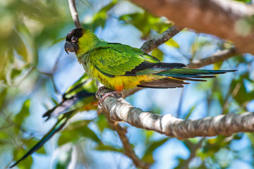 Nanday Parakeet photographed in Corumba, Mato Grosso do Sul. Pantanal Biome. Picture made in 2017.