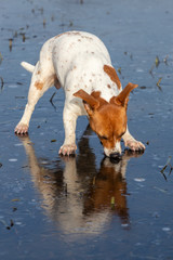 Dog licking ice on a frozen lake. Jack russell terrier.