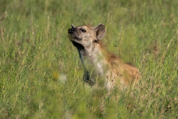 Spotted hyena (Crocuta crocuta) is the largest hyena species found in Africa, south of the Sahara