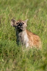 Spotted hyena (Crocuta crocuta) is the largest hyena species found in Africa, south of the Sahara
