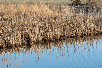 Reeds in the sunshine reflected in mirror smooth water