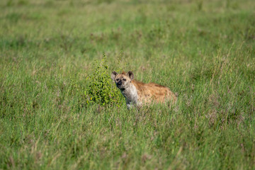 Spotted hyena (Crocuta crocuta) is the largest hyena species found in Africa, south of the Sahara