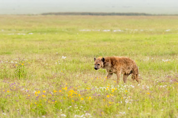 Spotted hyena (Crocuta crocuta) is the largest hyena species found in Africa, south of the Sahara