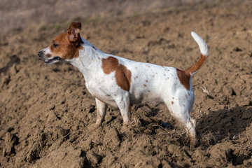 Portrait of Jack Russell Terrier on the sand
