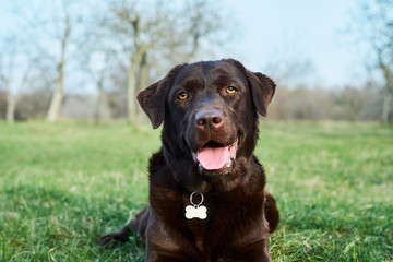 Portrait of brown Labrador laying over green grass background