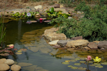 Fototapeta na wymiar Artificial pond with stones on the shore. Water lilies and other plants in water - cleansing from algae. Bio-balance