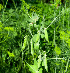 green peas growing