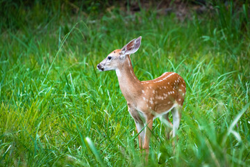 White Tailed Deer Fawn grazing in grass with white tailed doe in Rome Georgia.
