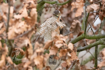 A sparrowhawk preening in an oak tree