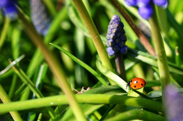 ladybug on sapphire stems in the garden