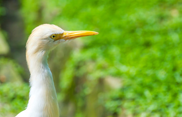 White egret close up