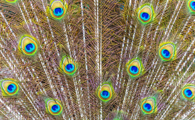 Obraz premium Peacock with Feathers Out
