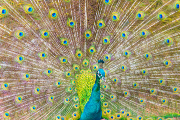 Fototapeta premium Portrait of Peacock with Feathers Out