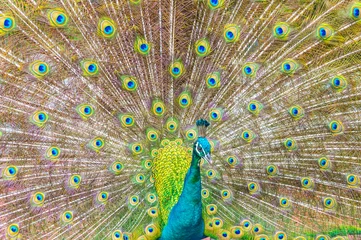 Fotobehang Portrait of Peacock with Feathers Out © mawardibahar