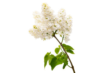 white lilac in spring close-up