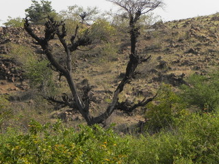A Dry Tree