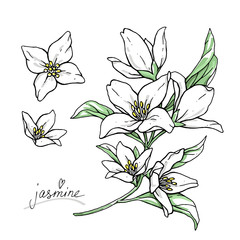 Color jasmine flowers are isolated on a white background. Branch with buds and leaves vector illustration hand work. - 334271613