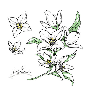 How To Draw Jasmine Flower // Jasmine Flower Drawing // Easy Flower Drawing  // Pencil Drawing - YouTube