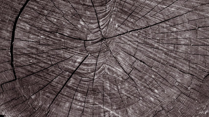 Cross-section texture of an old dark log with cracks_