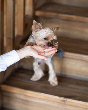 Yorkshire terrier eating from the hand
