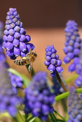 bee collects pollen from grape hyacinth flowers