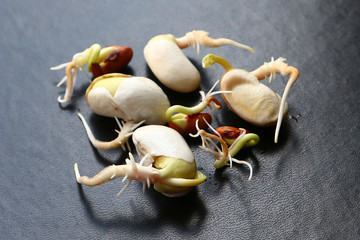 Germinated legume grains