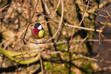 Fototapete bei efototapeten.de bestellen   