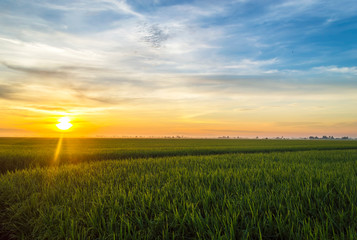 Paddy field with sunrise background