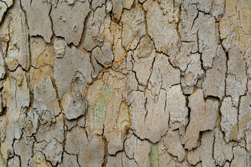 tree bark texture background