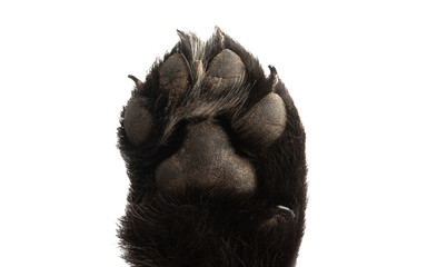 puppy paw isolated