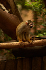 Saimiri monkey sitting on a log