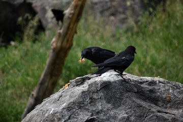 Crows on rock eating