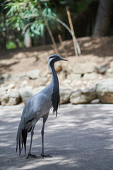 Crane on the sidewalk