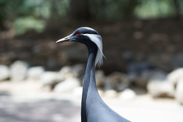 Crane profile