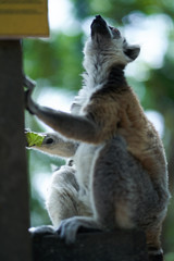 Lemur looking up