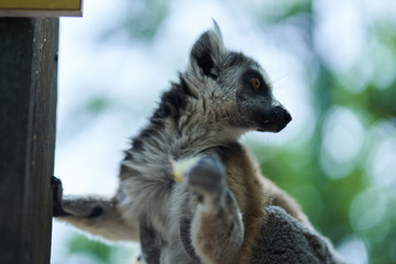 lemur on a feeder