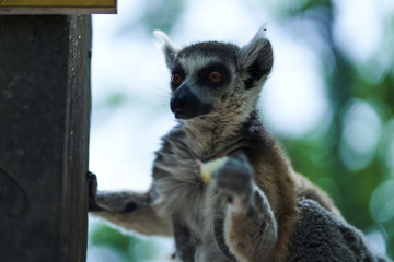 Lemur eating