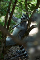 Lemur sleeping on a tree